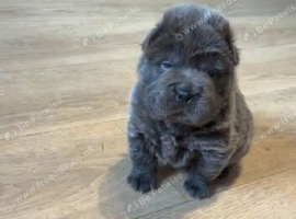 She needs a new home 6weejs and 2 days old