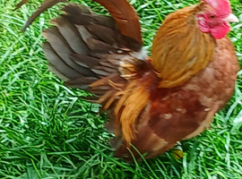 Serema chickens