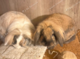 Lion lops bonded pair
