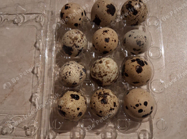 Quail eggs for sale