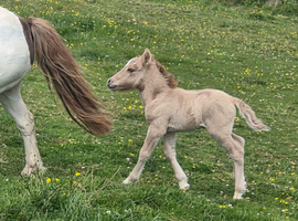Mare&foal