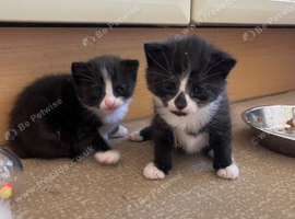 Kittens