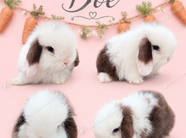 Chocolate & White Vm Mini Lop Doe