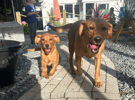 Ready now!!! Beautiful fox red Labrador