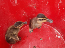 Indian Runner ducklings