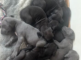 Great Dane pups 1 blue boy 1 black girl available
