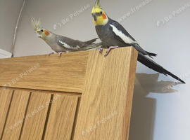 Lovely Male & Female Cockatiel Pair &ndash; Semi-Tame