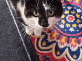 Beautiful laxy Male cat