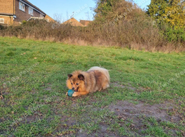 Rehoming my beautiful girl