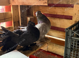 Beautiful Pigeon For Sale️