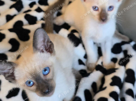 Full siamese female and male