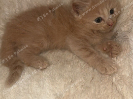 12 week old female kitten