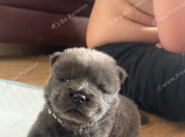 Chow chow puppies for sale