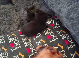 Beautiful little bombay long hair kittens