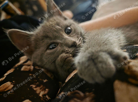 Ragdoll cross siberian