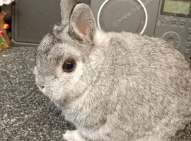 Chinchilla buck
