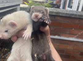 8 week old mixed litter of ferrets for sale