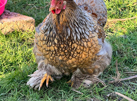 Fertile hatching eggs