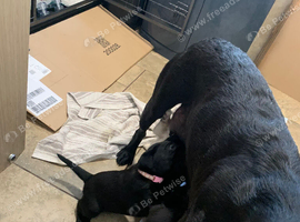 Pedigree lab puppies for sale