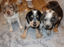 Cocker spaniel puppies