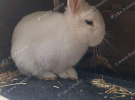 Handsome BEW Netherland dwarf