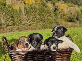 MINI JACK RUSSELS PURE LINE BRED