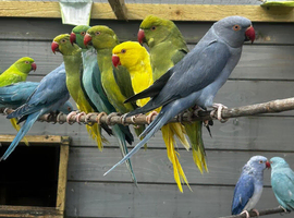 Ringneck s