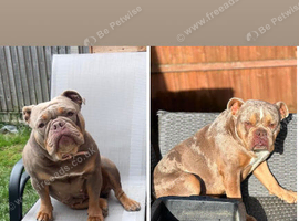 Old English bulldog