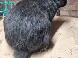 NEWZEALAND BLACK
