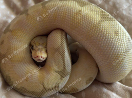 Banana Spider Ball python