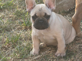 Female French bulldog