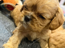 Wonderful litter of cavalier King Charles