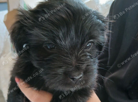 Jack Tzu Puppies