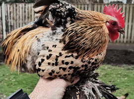 Sablepoots cockrels