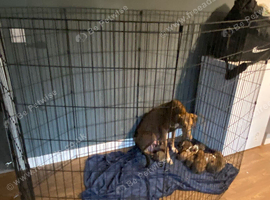 Lurcher puppies