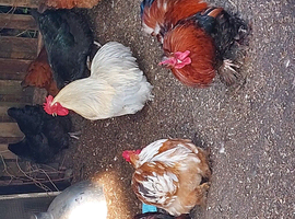 4 FREE pekin bobtail bantam cockerels