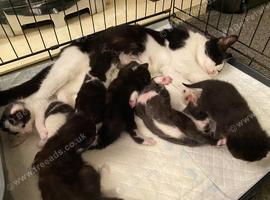 6 Gorgeous little babies