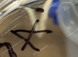 dendrobates auratus poison dart frog tadpoles