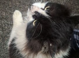 Cats for rehoming.