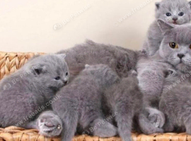 british shorthair blue kittens