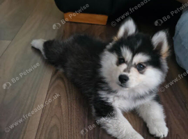 F4 Female Pomsky