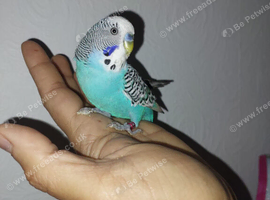 Hand reared tame budgie