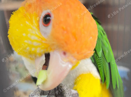Stunning young Indian ringnick parrot
