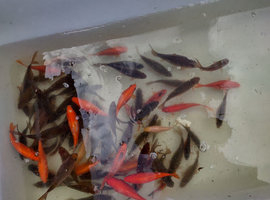 Goldfish mixed colours