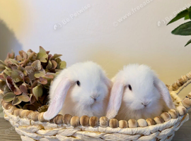 Friendliest MiniLop babies ready now