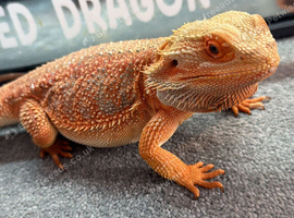 Bearded Dragon