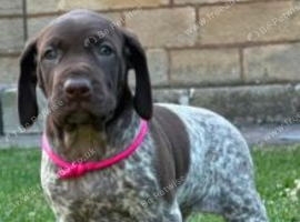 German Shorthaired Pointer puppies for sale.