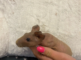 2 beautiful baby skinny pig girls looking for forever home