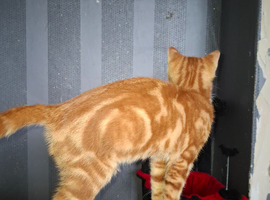 2 bengal cross boys