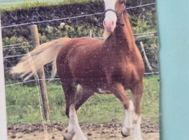 Flashy 3yr old reg sec C gelding